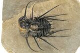 Bizarre Dicranurus Trilobite - Spectacular Preparation #227803-2